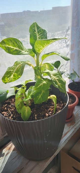 Цветы комнатные распродаю