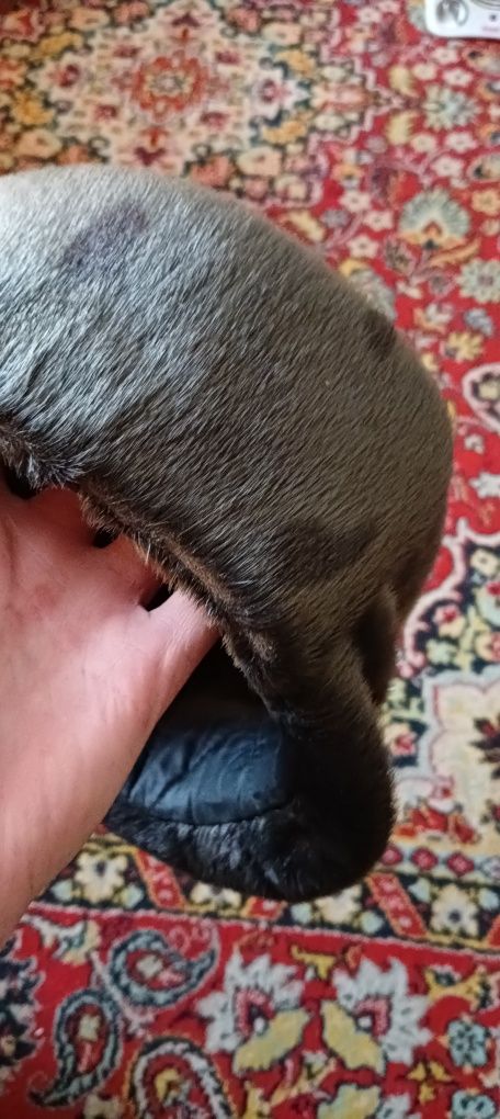 Продам  шапку не дорого
