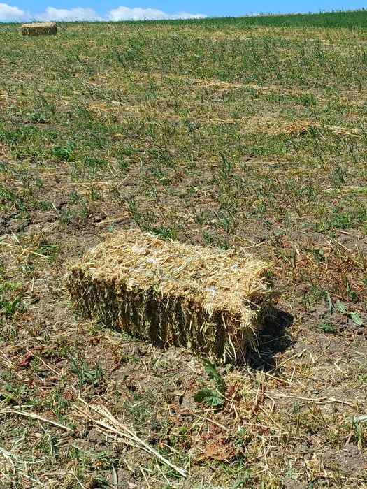 Vând 800 baloti de Ovaz si peste 3000baloto fan