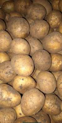 Семеной картофель сорт Гала