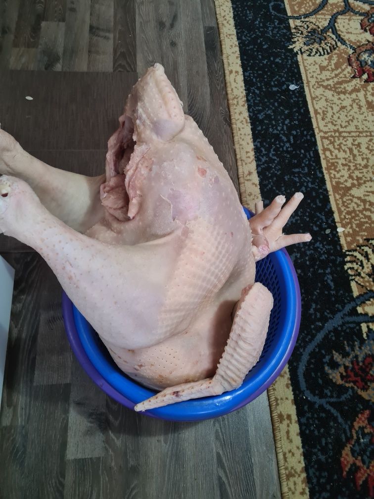 Vînd curcani de carne crescuți cu cereale la curte