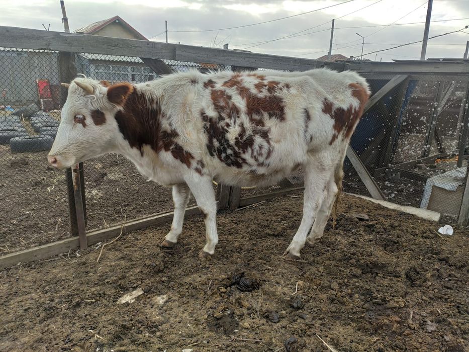 Продам корову стельная