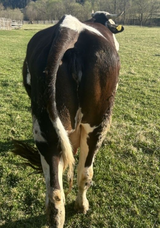 Vaca tanara de vanzare ..prețul este negociabil la fata locului