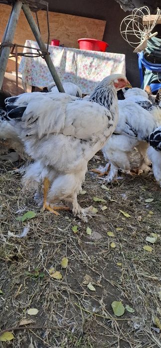 Vând cocoși rasa Brahma