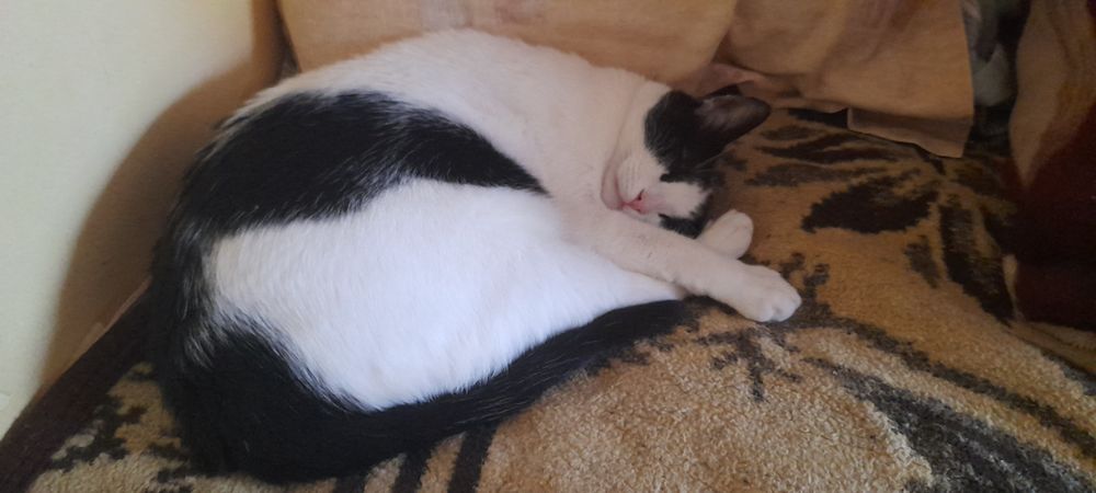 Pet sitter/cazare  sector 6 Bucuresti