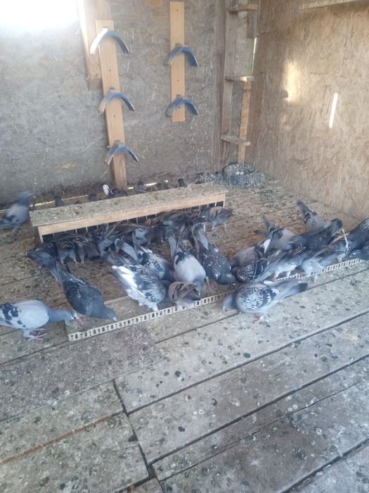 Porunbei de vînzare voiajori 2025.