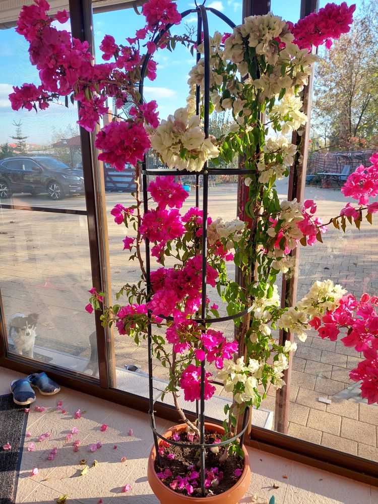 Floare de hartie roz - 180- 200 cm