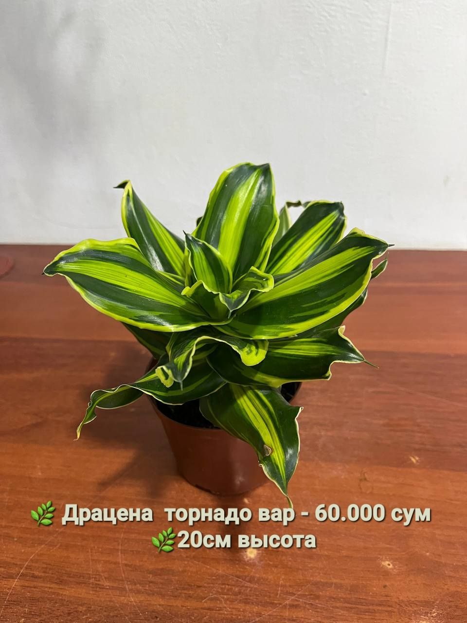 Продаются Рипсалис, Дисхидия Русифолия, Драцена