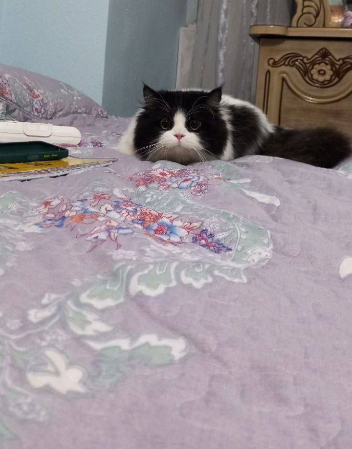 Британский длиношерстный