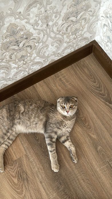 Кошку продам