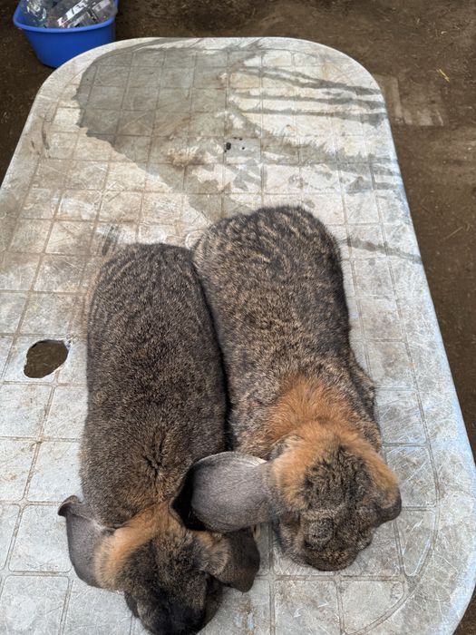 Vand berbec german gri!