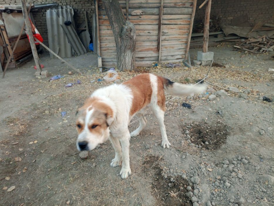 Alabay sotiladi srochni