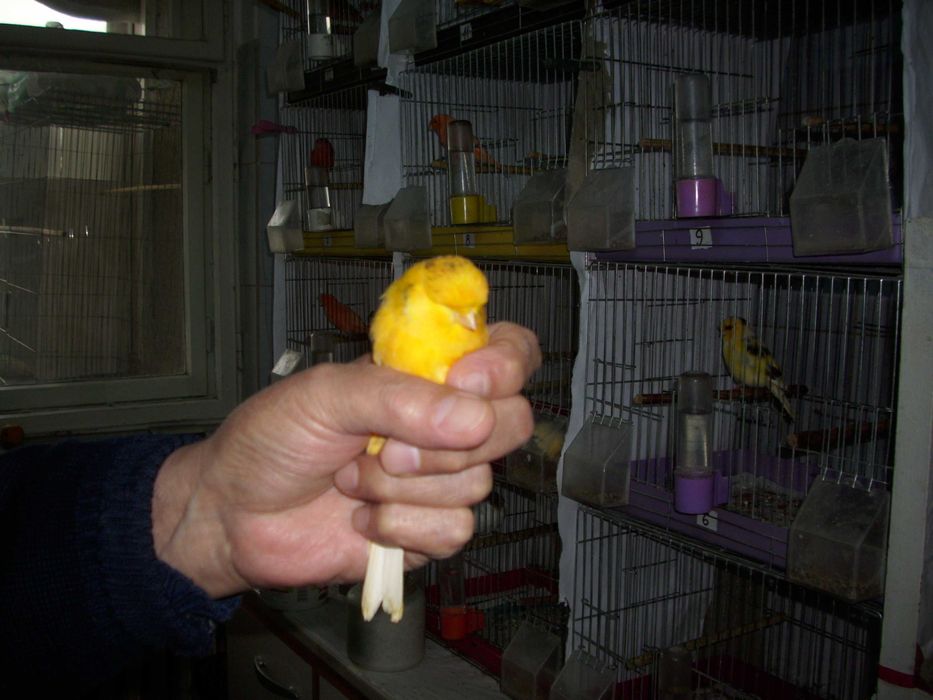 vand canari de culoare isabel si postura gloster norwich