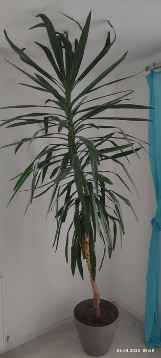 Vând planta yucca