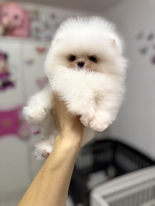 Femela pomeranian extra extra mica