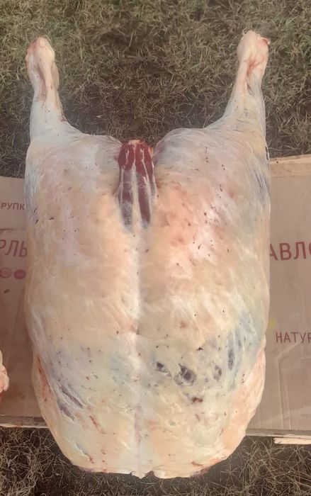 Мясо конина продам