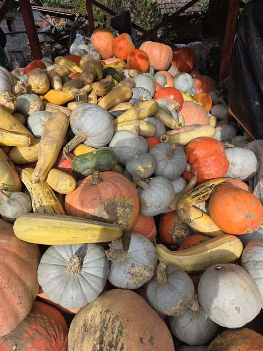 Vand Dovleci de copt sau de animale