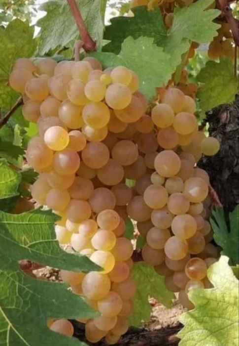 Vând struguri de vin