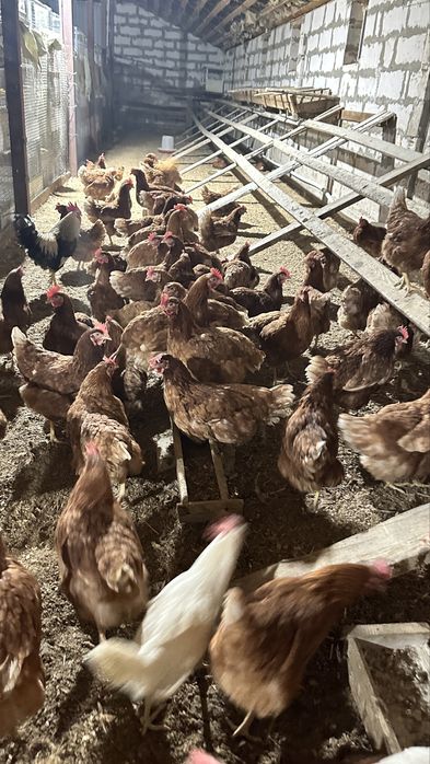 продам куры и петухи в хорошем состояний и сетки на фото тоже
