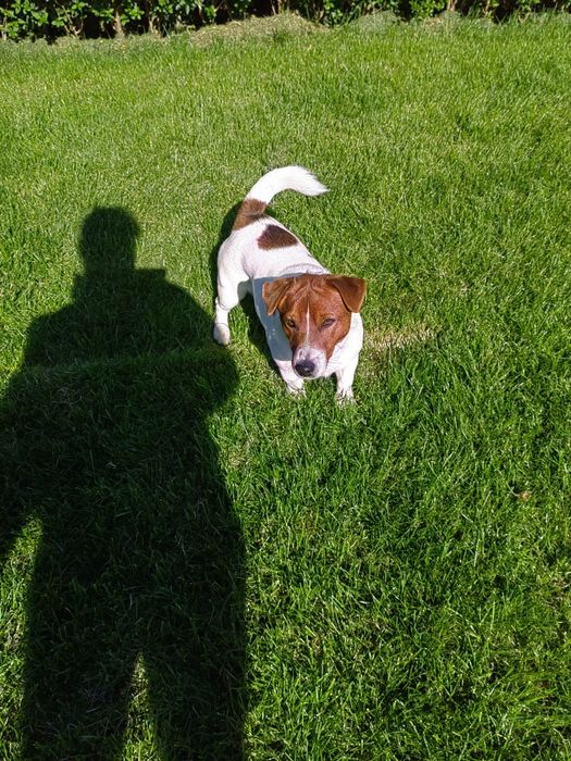 Джак Ръсел Териер