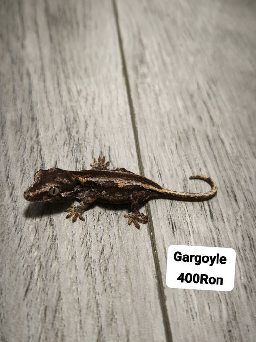 Soparla Gecko Gargoyle