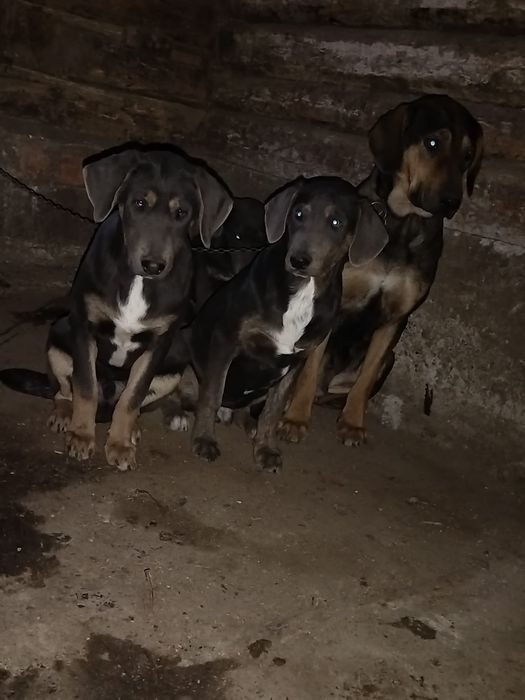 Vând catei de vânătoare