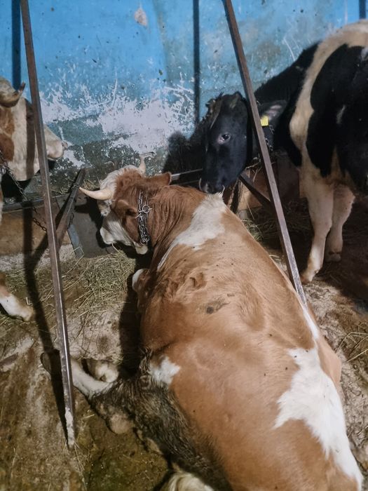 Vând taurasi tineri!