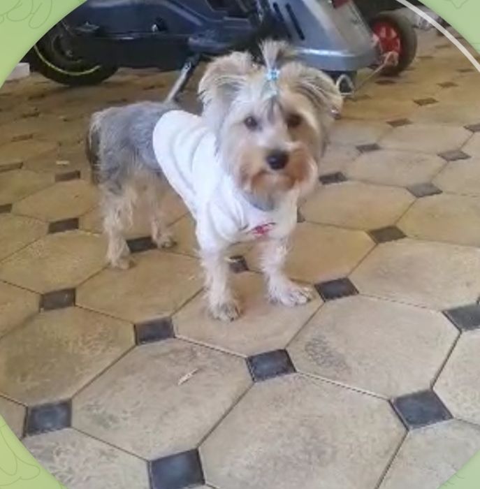 Продам йоркширского терьера (мальчик)