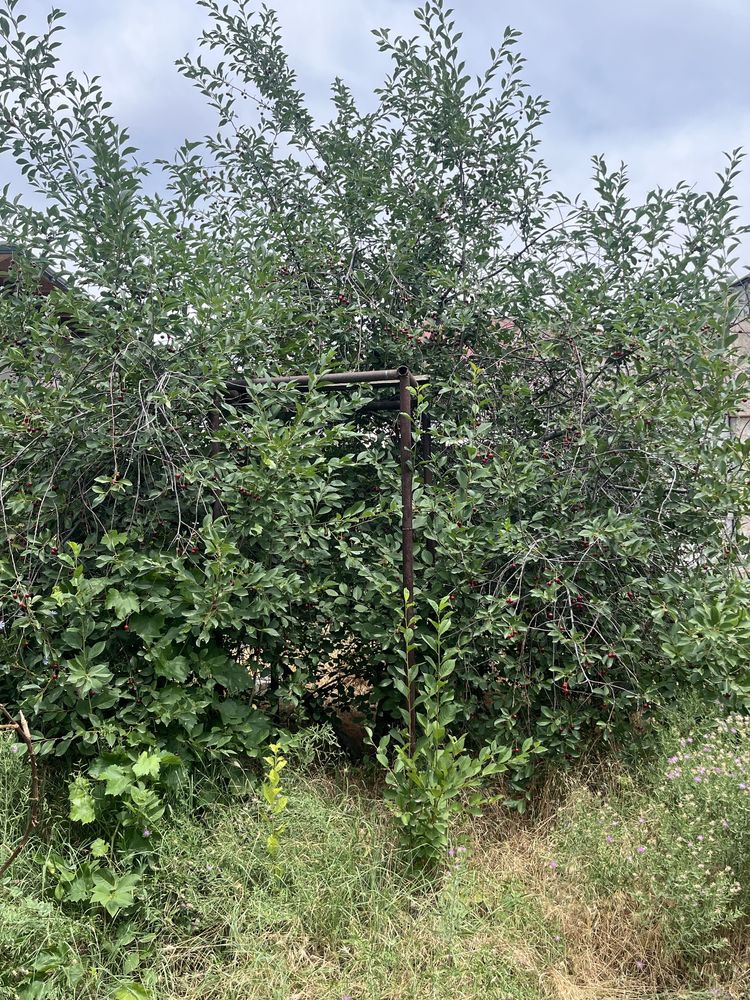 Продаю вишню из сада