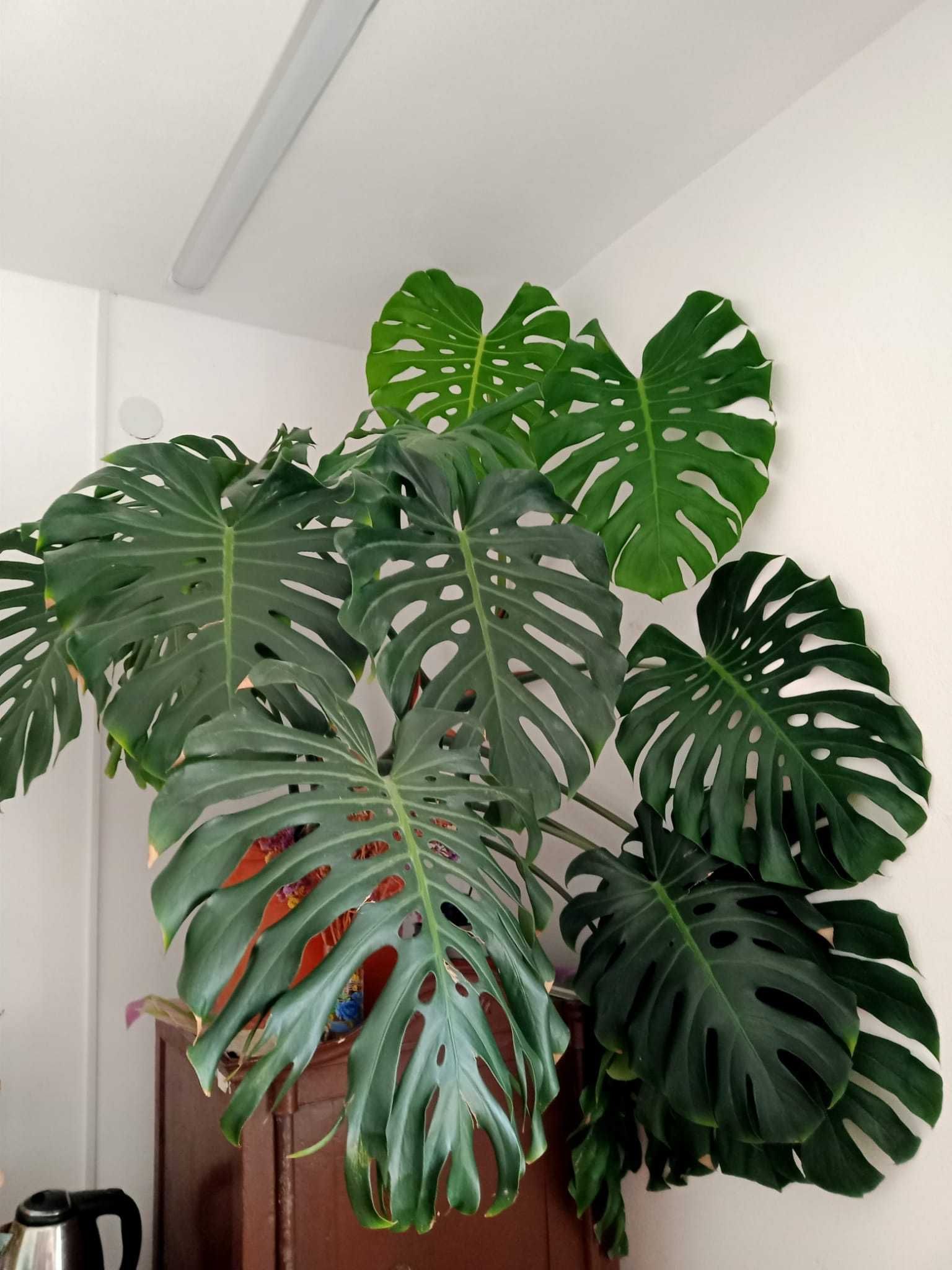 Filodendron Monstera Deliciosa