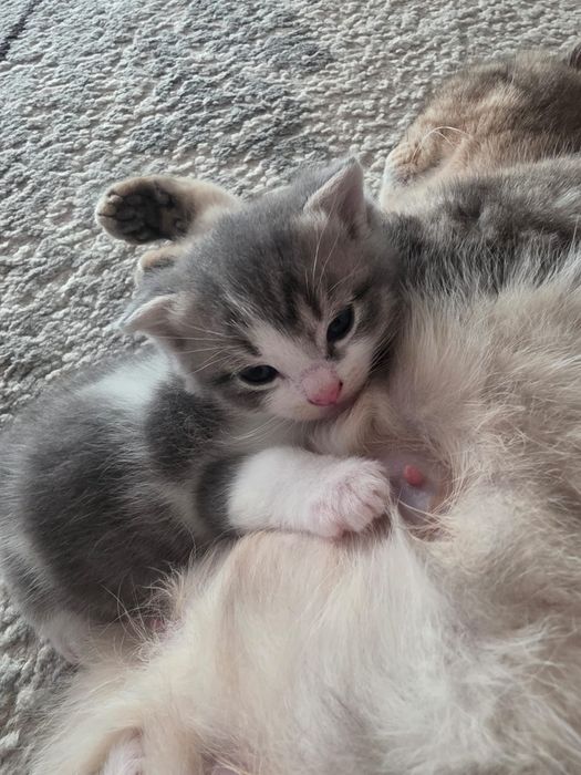 Срочно продам котят