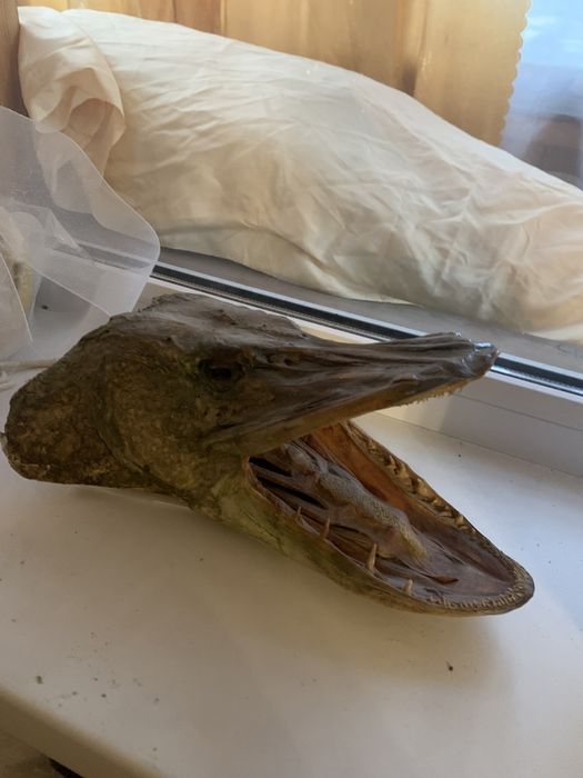 натуральная голова большой щуки дешево