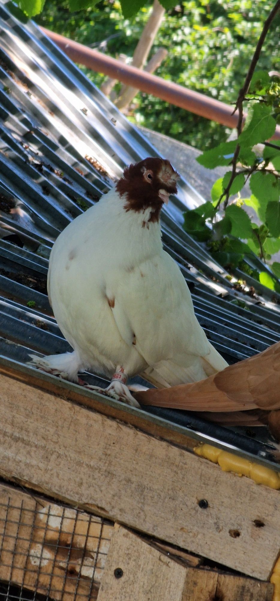 Porumbei de Botoșani