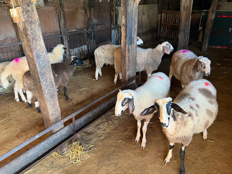 Продавам агнета(шилета)