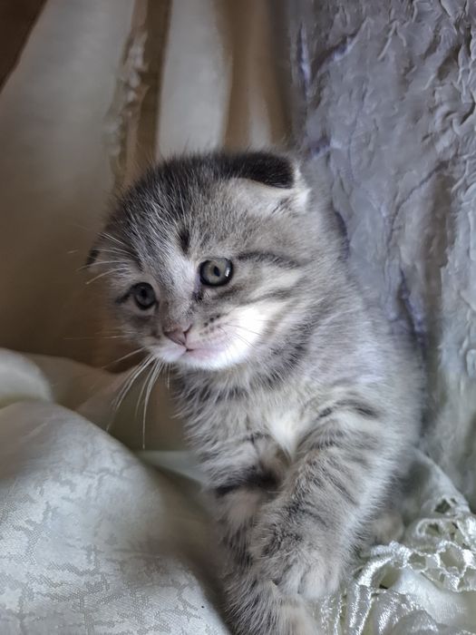 Чистокровные вислоухие Scottish Fold, редкие котята, ручные, пушистые