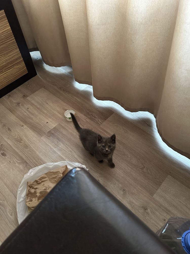 котенок девочка дымчатая