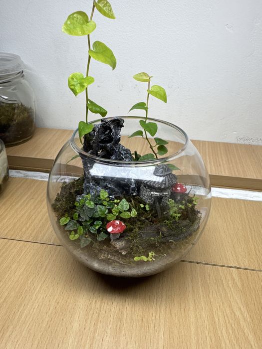 Продам флорариум,со мхом открытый!