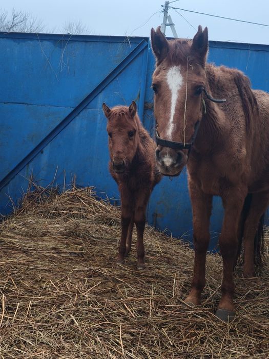 Продам кобылу с жеребёнком.