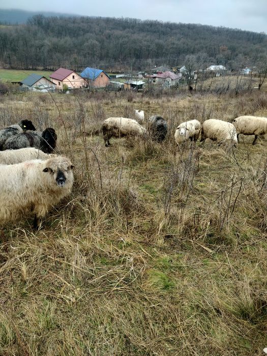 Vând oii și capre