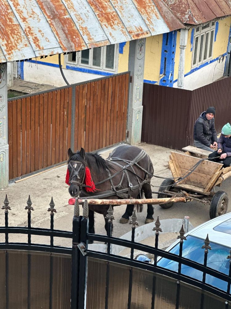 Vand iapa gestanta!