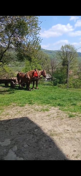 Iapa 4 ani de vânzare