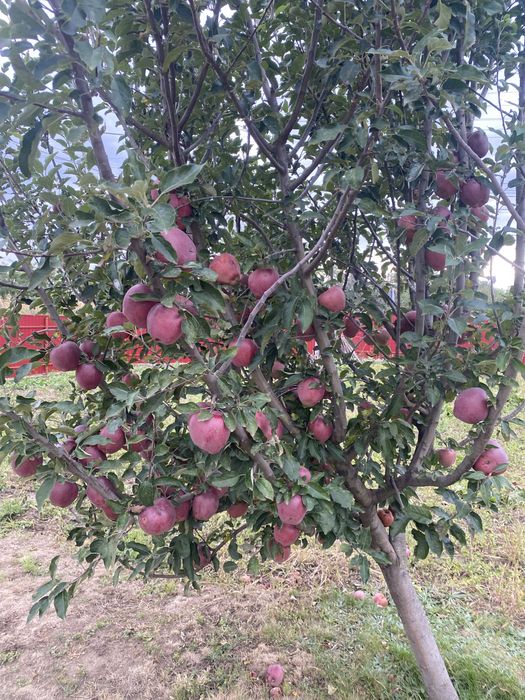 Vand mere si pere 5 lei kg