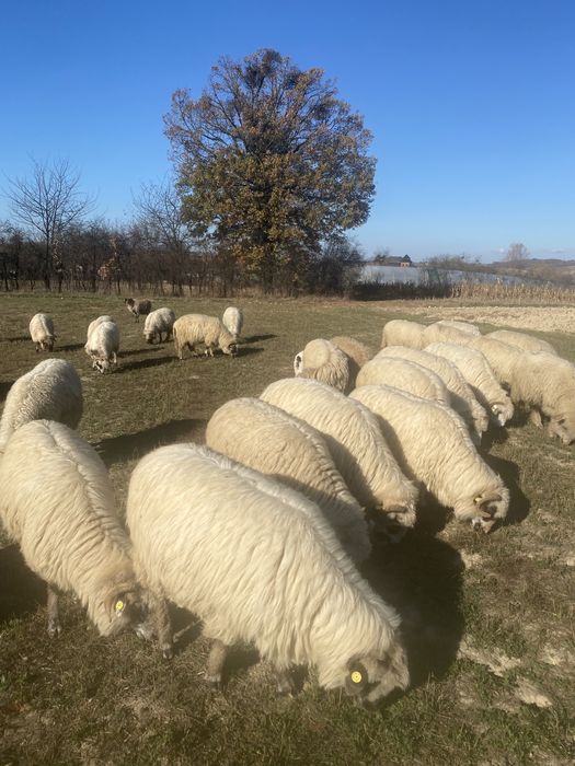 Oi reforma de vanzare