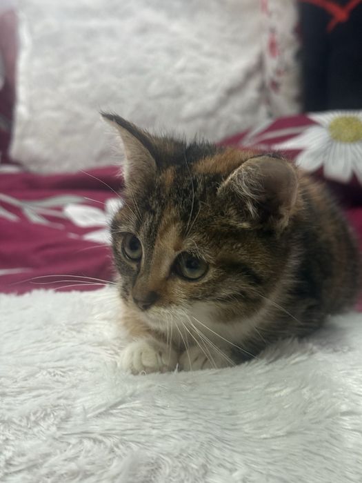 Donez Pui de Pisica , Rasa Europeana , Varsta 2 luni