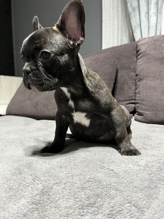 Buldog Francez Mascul – 11 săptămâni