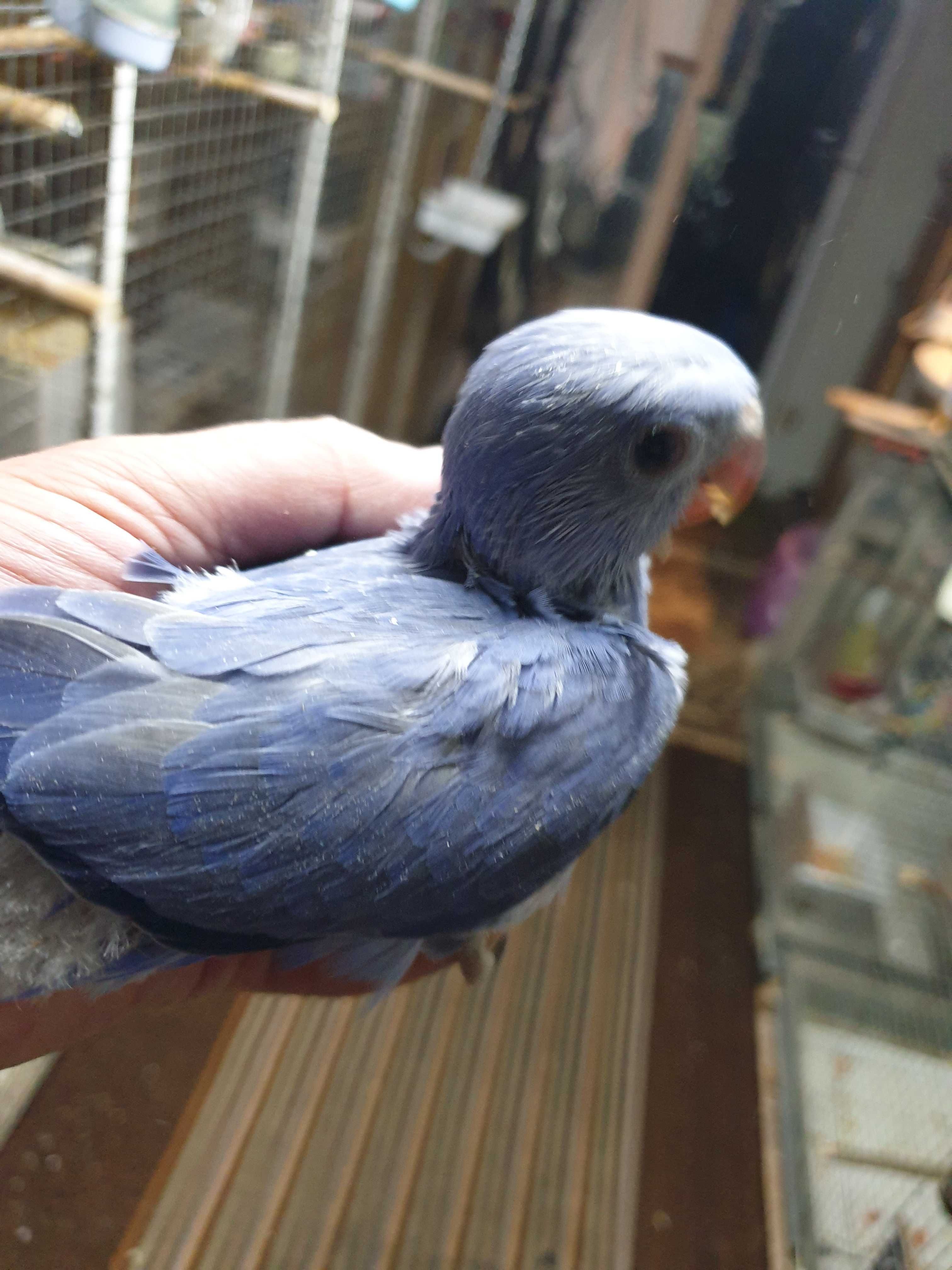Papagali micul alexandru violet