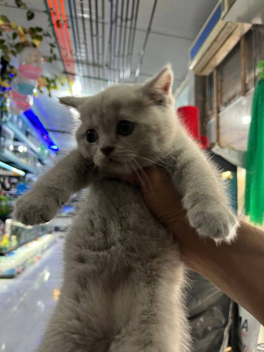 Продаются котята