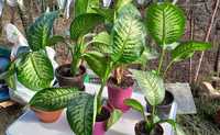 Flori dieffenbachia