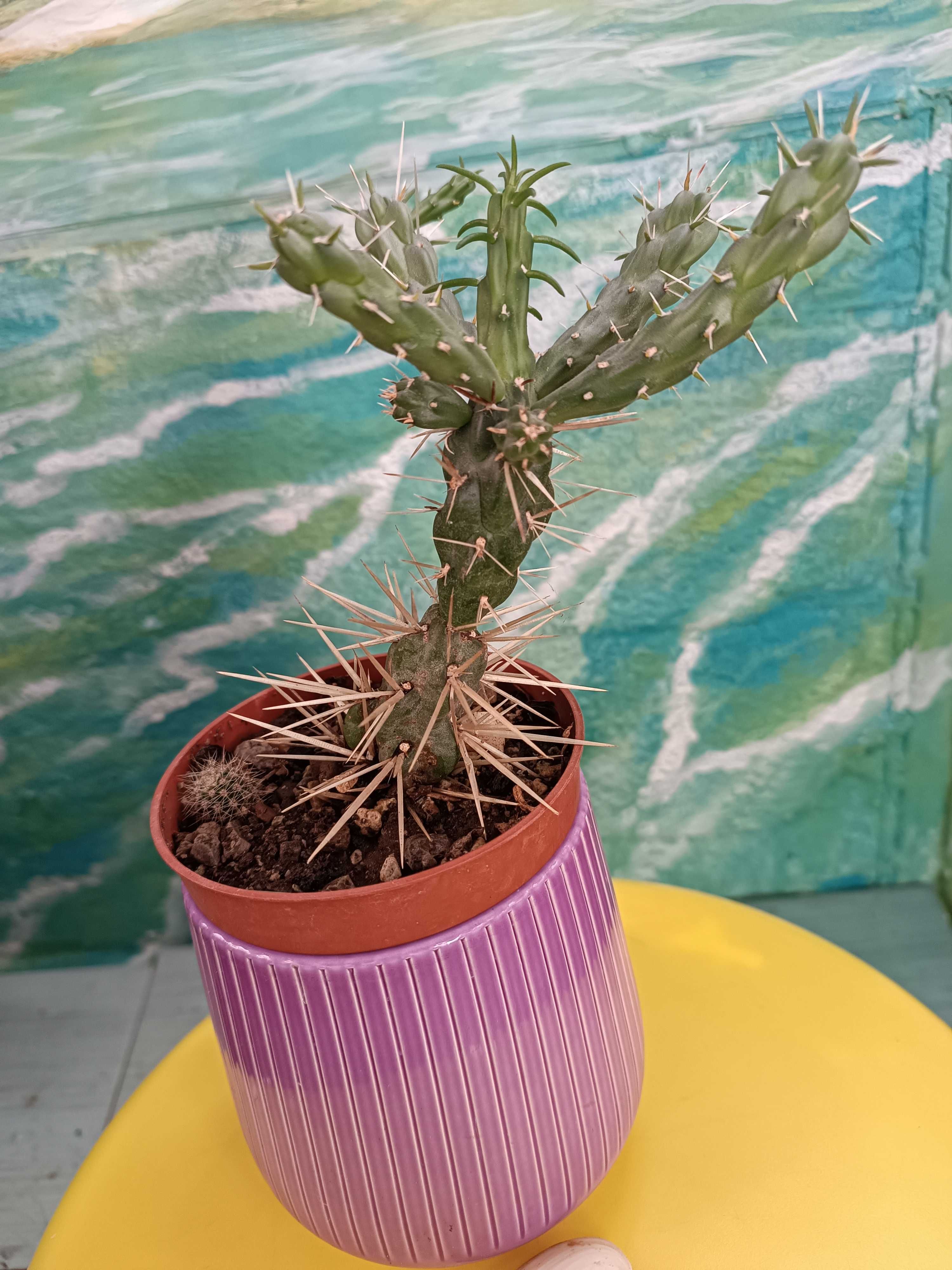 Кактус студоустойчив от вида Cylindropuntia imbricata