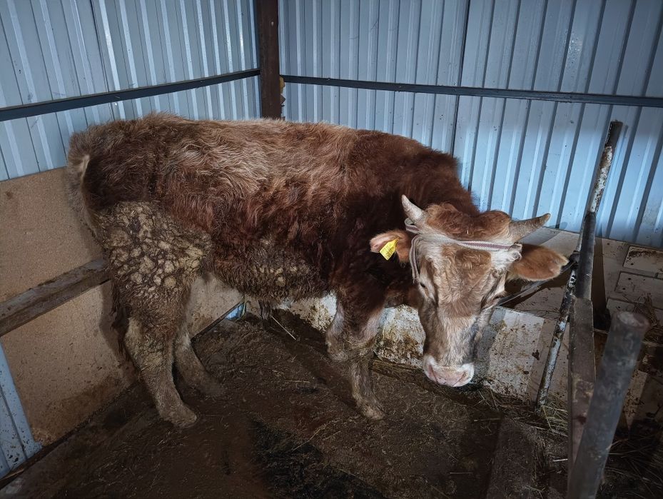 Букалар сатам жемде турган